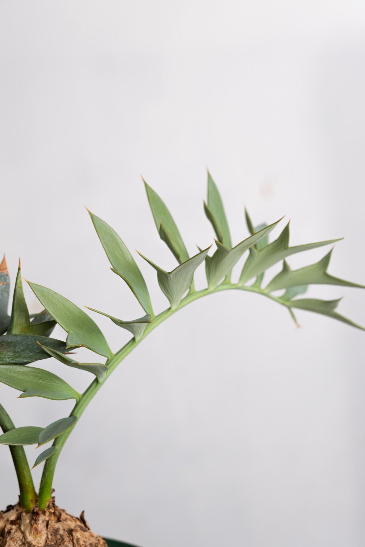 17 エンセファラルトス・ホリダス – KOMO