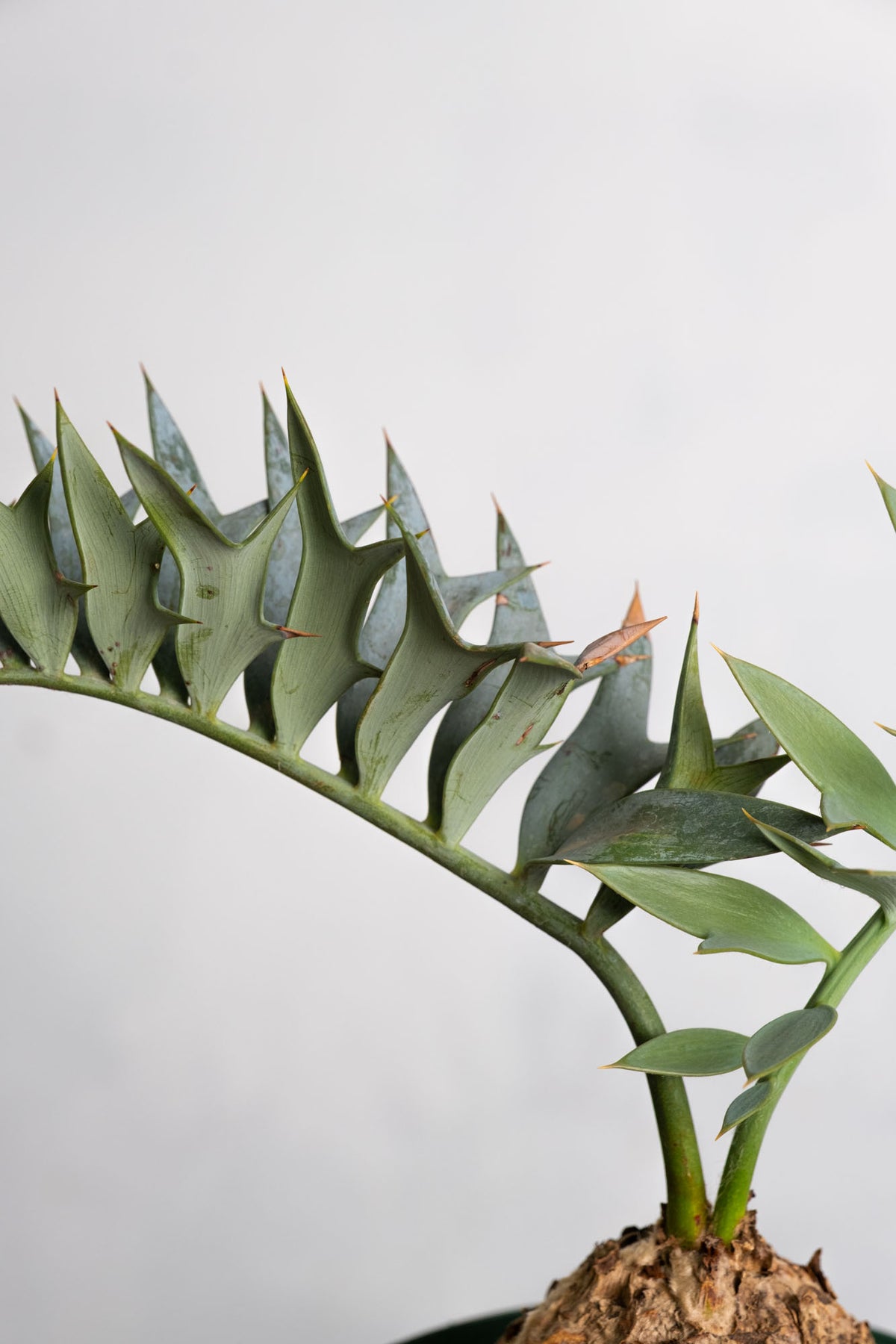 エンセファルトス　ホリダス　17 17 エンセファラルトス・ホリダス – KOMO