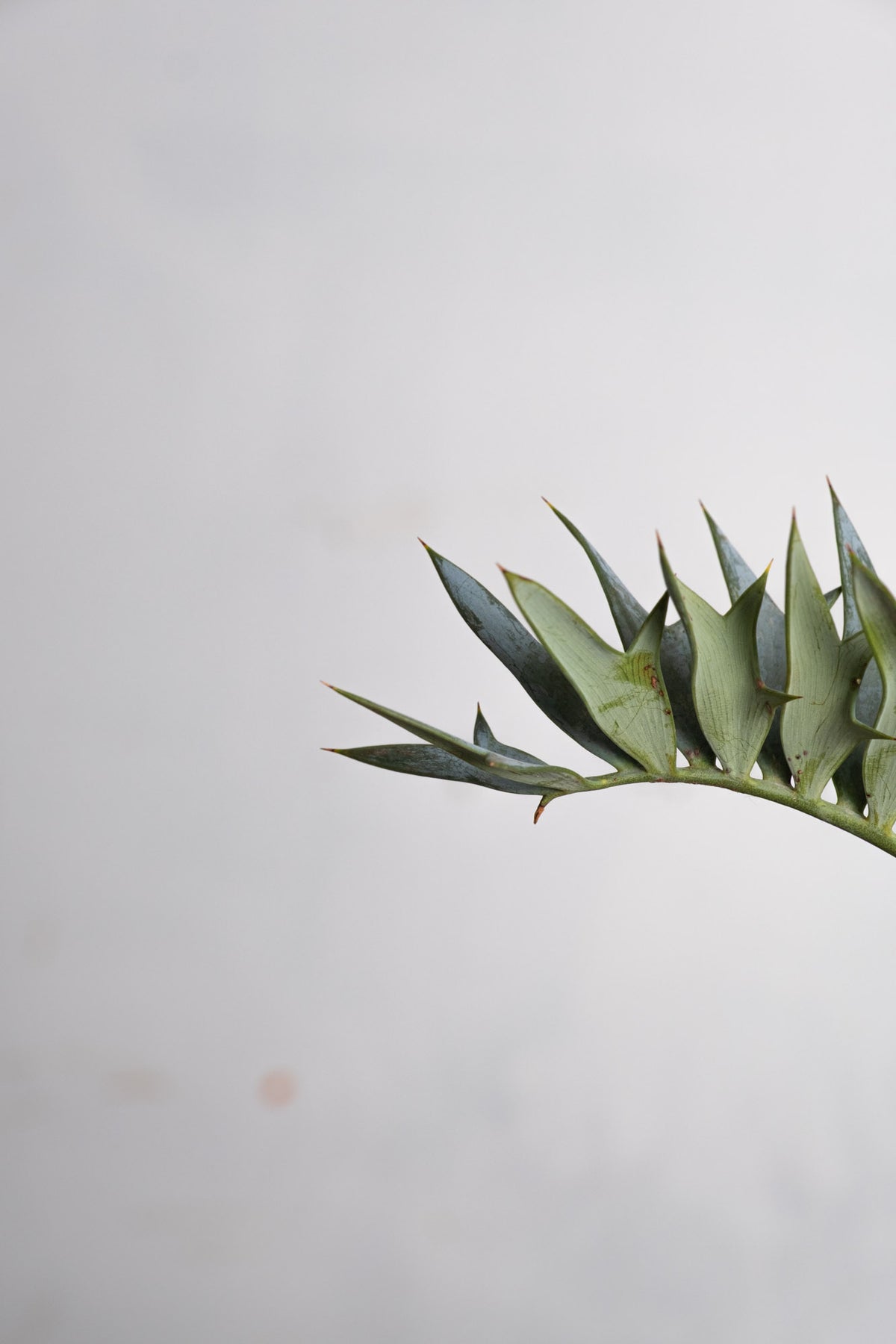 エンセファルトス　ホリダス　17 17 エンセファラルトス・ホリダス – KOMO