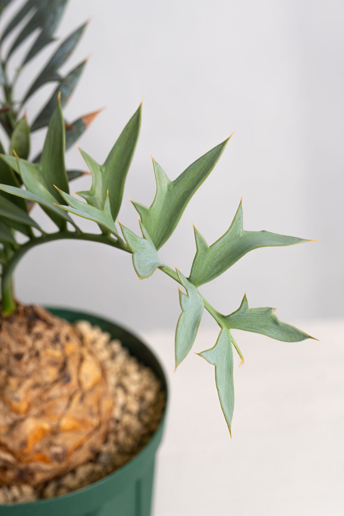 エンセファルトス　ホリダス　17 17 エンセファラルトス・ホリダス – KOMO