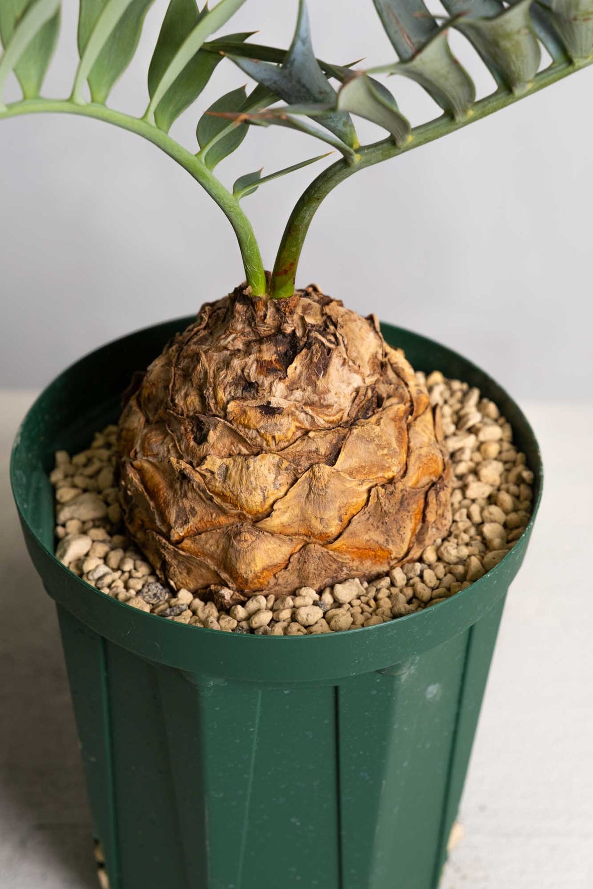 エンセファルトス　ホリダス　17 17 エンセファラルトス・ホリダス – KOMO