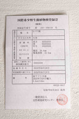 17 エンセファラルトス・ホリダス