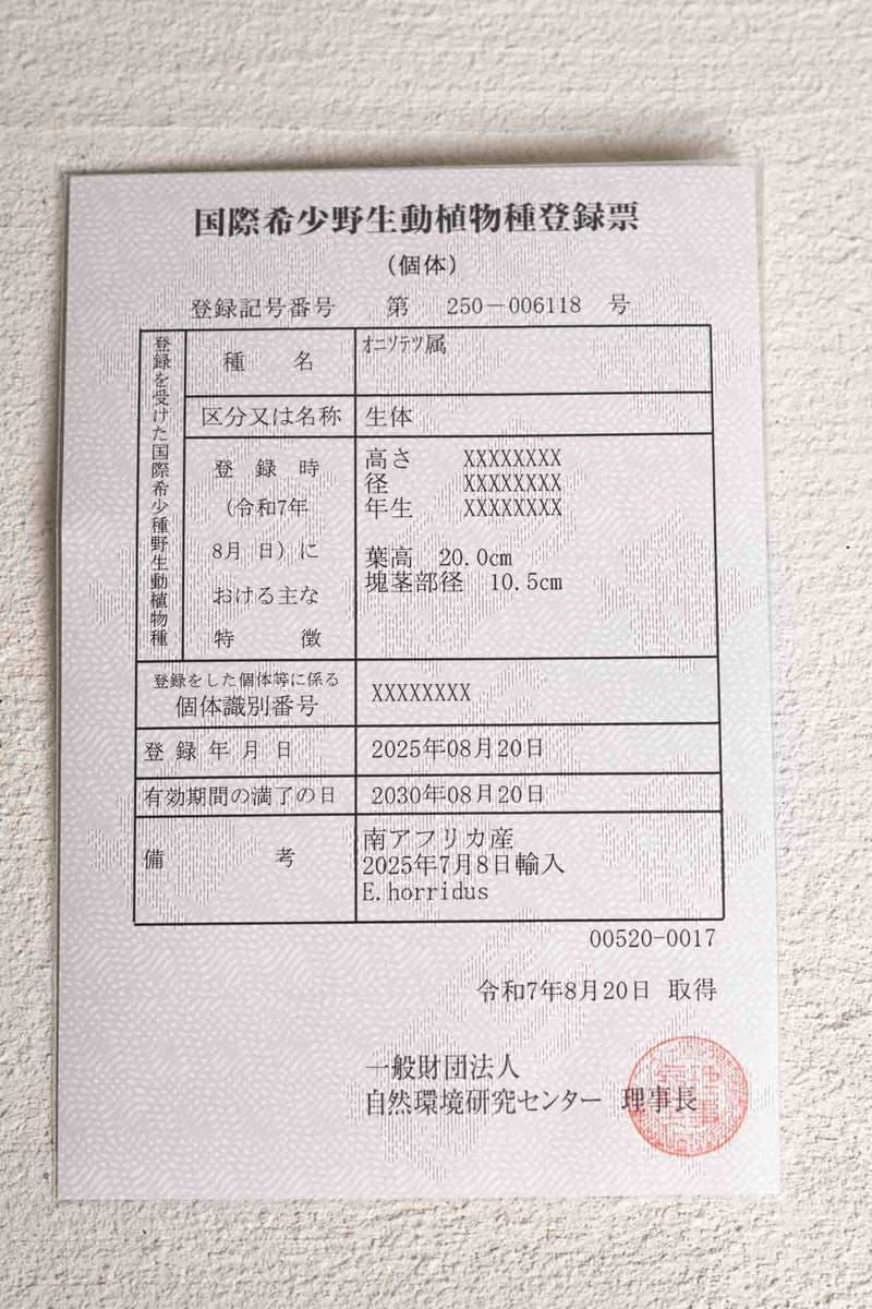 17 エンセファラルトス・ホリダス