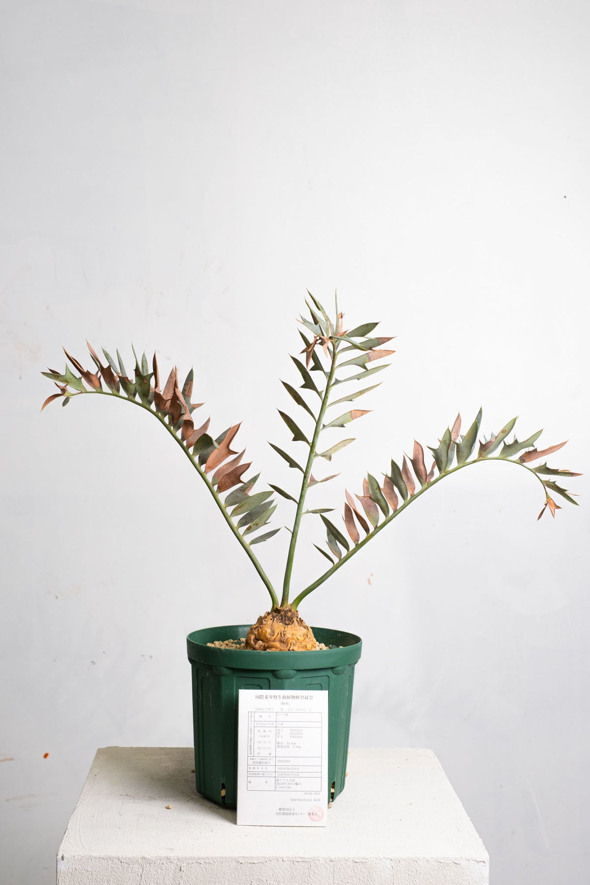 エンセファラルトス ホリダス 4本刺 スーパーレア 期間限定 21 エン