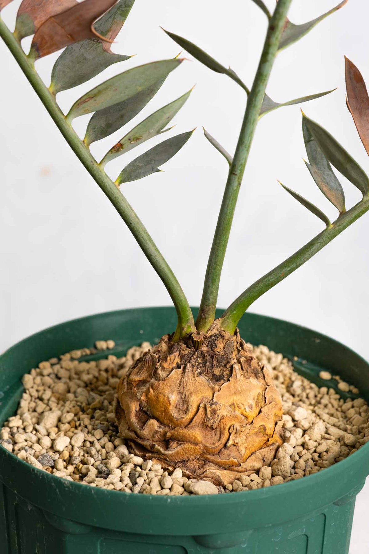 21 エンセファラルトス・ホリダス – KOMO