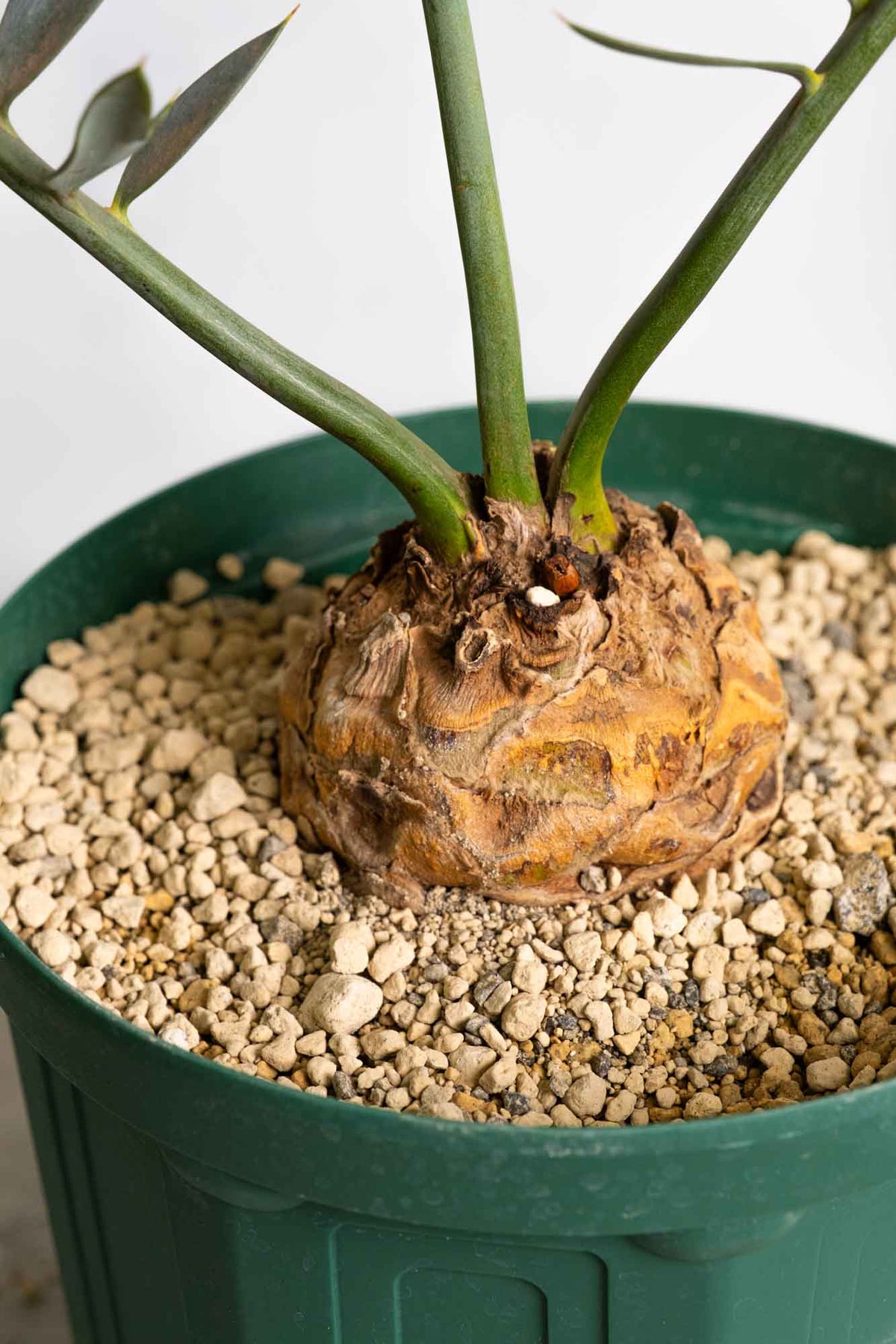 ホリダス　エンセファラルトス　登録票　付属 超美株】エンセファラルトス・ホリダス 登録票あり