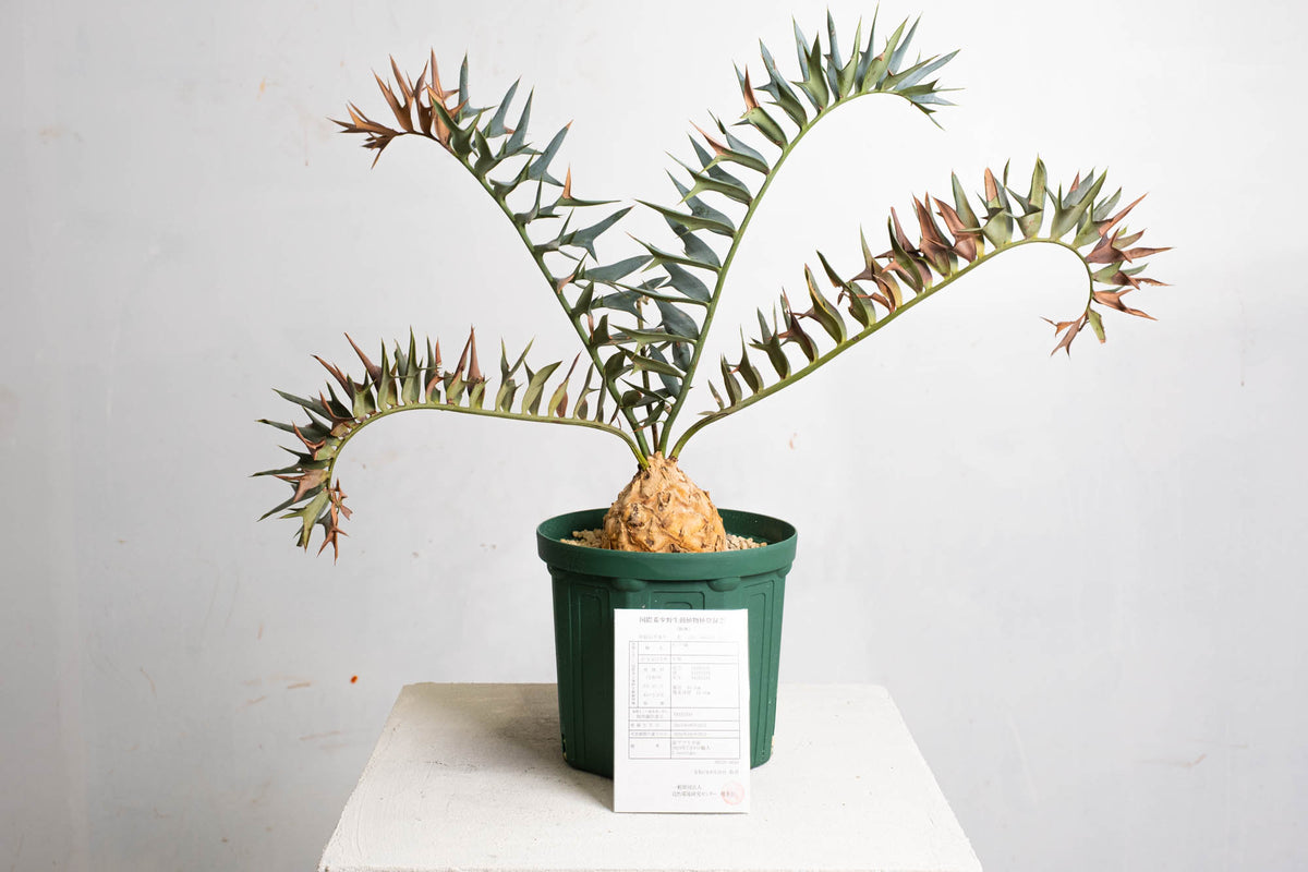 みやび鉢 KOMO.DRY限定 オリジナル Φ15 KD-01 KOMO | 観葉植物・鉢の販売