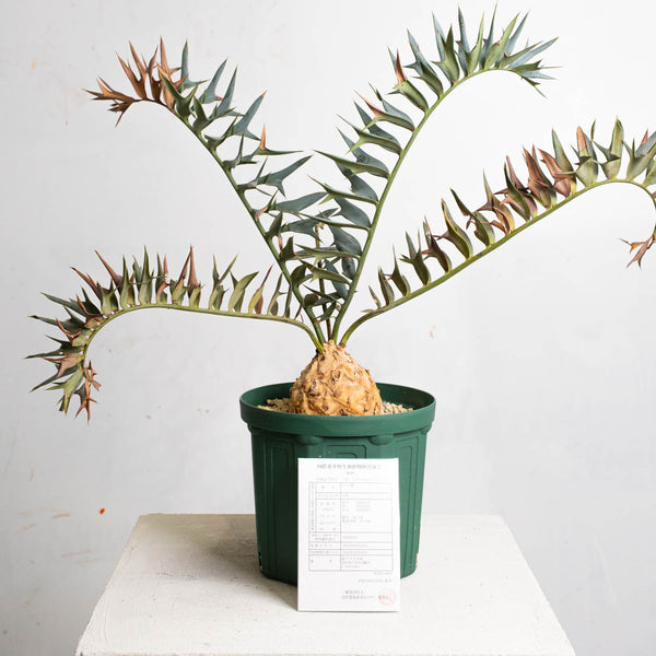 【南アフリカ産】エンセファラルトス・ホリダス（No3-18） 18 エンセファラルトス・ホリダス – KOMO