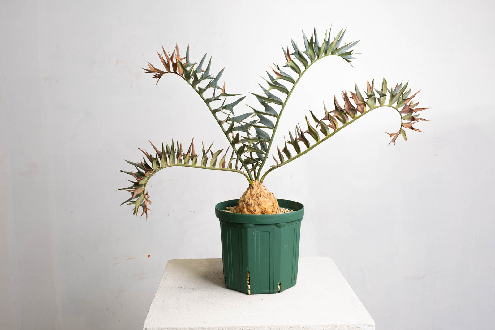 最強セール４エンセファラルトス ホリダス 最強セール4エンセファラルトス ホリダス エンセファラルトス