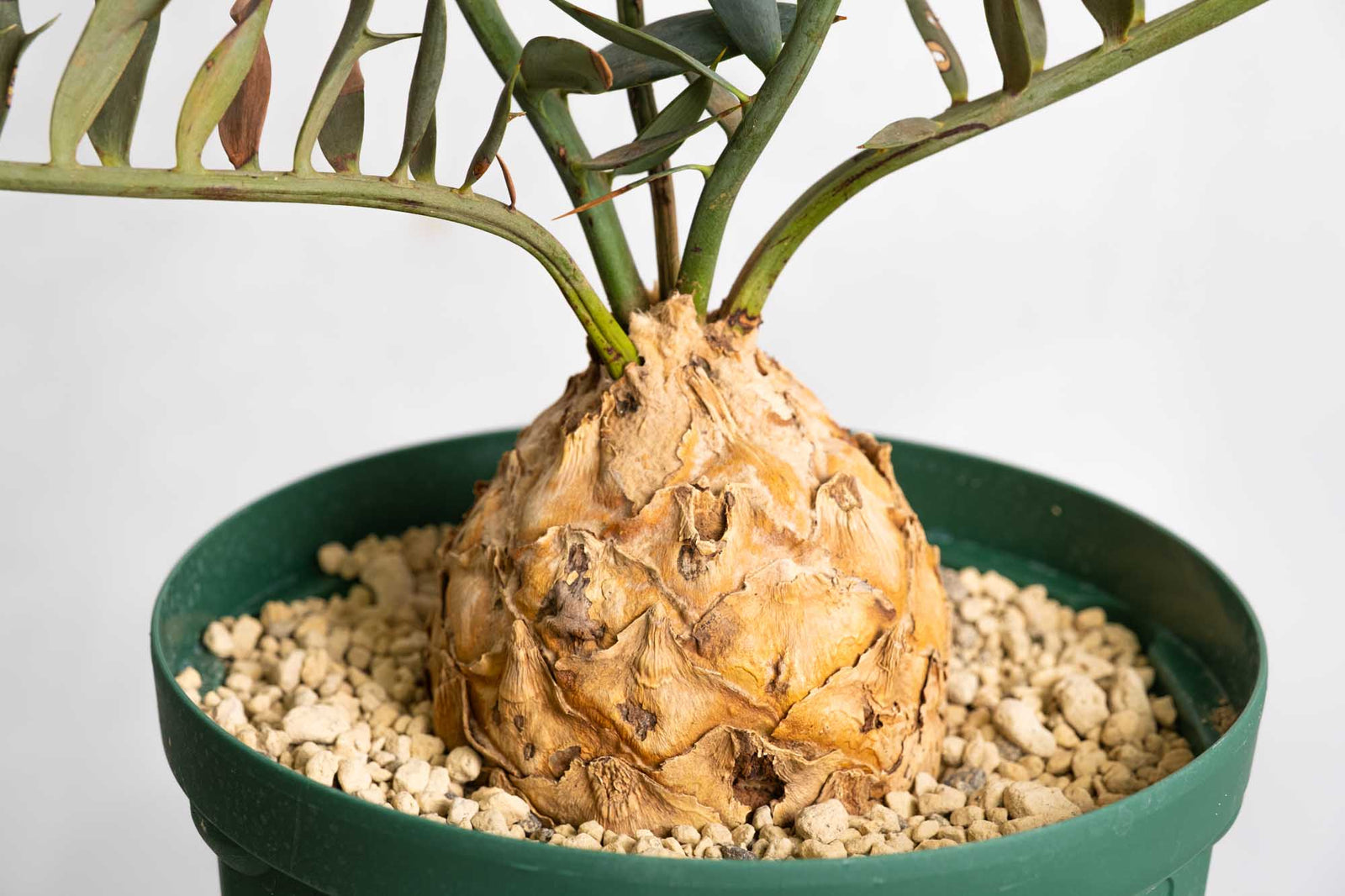 18 エンセファラルトス・ホリダス – KOMO