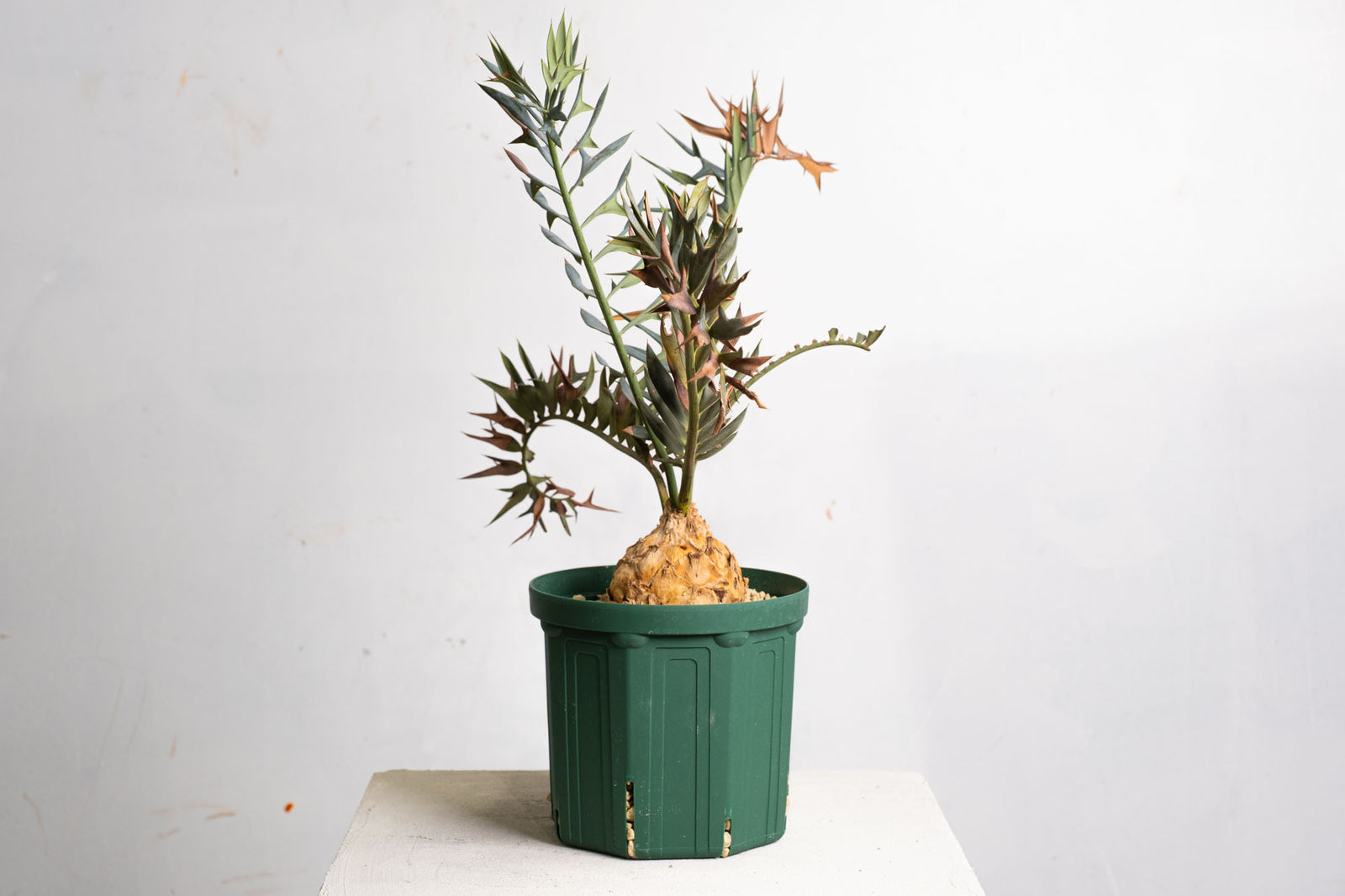 エンセファラルトス　ホリダス エンセファラルトス ホリダス Encephalartos horridus NO.4 |