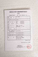 18 エンセファラルトス・ホリダス