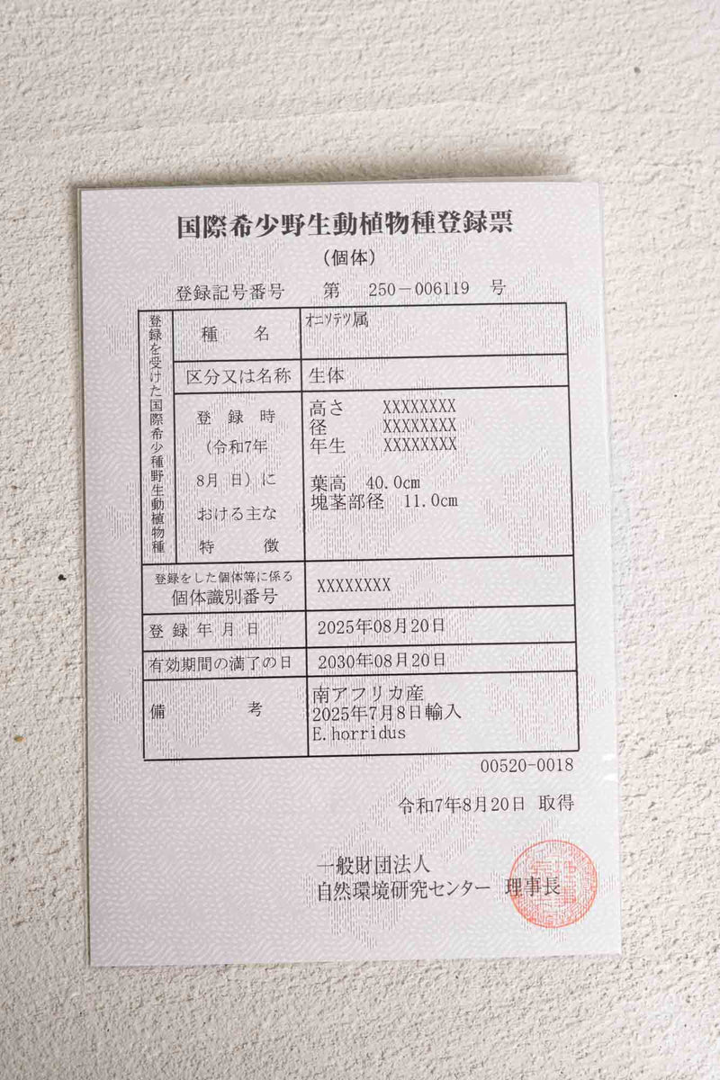 18 エンセファラルトス・ホリダス