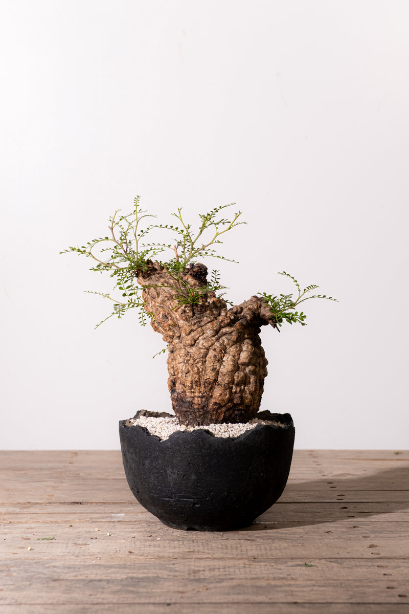 オペルクリカリアパキプス OPERCULICARYA PACHYPUS 塊根植物 1144 - 発根済 Operculicarya Pachypus オペルクリカリア・パキプス – KOMO