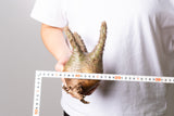 O32 -  パキポディウム グラキリス 現地発根株