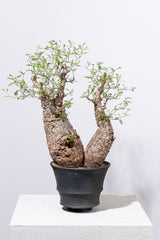 1001 発根済 Operculicarya Pachypus オペルクリカリア・パキプス