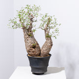 1001 発根済 Operculicarya Pachypus オペルクリカリア・パキプス