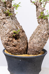 1001 発根済 Operculicarya Pachypus オペルクリカリア・パキプス