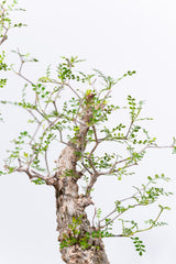 1001 発根済 Operculicarya Pachypus オペルクリカリア・パキプス