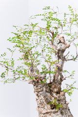 1001 発根済 Operculicarya Pachypus オペルクリカリア・パキプス