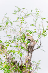 1001 発根済 Operculicarya Pachypus オペルクリカリア・パキプス