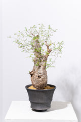 1001 発根済 Operculicarya Pachypus オペルクリカリア・パキプス