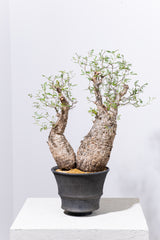 1001 発根済 Operculicarya Pachypus オペルクリカリア・パキプス