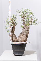 1001 発根済 Operculicarya Pachypus オペルクリカリア・パキプス