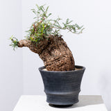 1005 発根済 Operculicarya Pachypus オペルクリカリア・パキプス