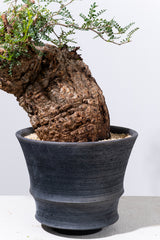 1005 発根済 Operculicarya Pachypus オペルクリカリア・パキプス