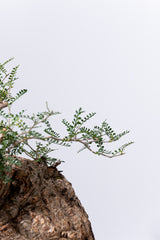 1005 発根済 Operculicarya Pachypus オペルクリカリア・パキプス