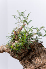 1005 発根済 Operculicarya Pachypus オペルクリカリア・パキプス