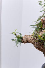 1005 発根済 Operculicarya Pachypus オペルクリカリア・パキプス