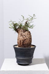 1005 発根済 Operculicarya Pachypus オペルクリカリア・パキプス