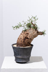 1005 発根済 Operculicarya Pachypus オペルクリカリア・パキプス