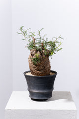 1005 発根済 Operculicarya Pachypus オペルクリカリア・パキプス