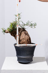 1005 発根済 Operculicarya Pachypus オペルクリカリア・パキプス