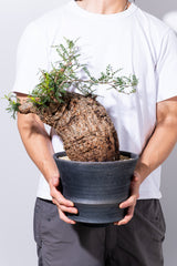 1005 発根済 Operculicarya Pachypus オペルクリカリア・パキプス