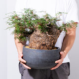 1007 発根済 Operculicarya Pachypus オペルクリカリア・パキプス