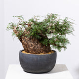 1007 発根済 Operculicarya Pachypus オペルクリカリア・パキプス