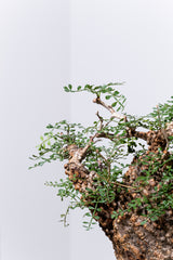 1007 発根済 Operculicarya Pachypus オペルクリカリア・パキプス