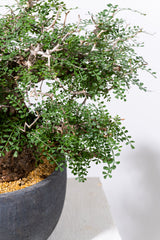 1007 発根済 Operculicarya Pachypus オペルクリカリア・パキプス