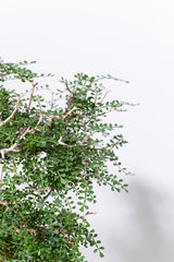 1007 発根済 Operculicarya Pachypus オペルクリカリア・パキプス