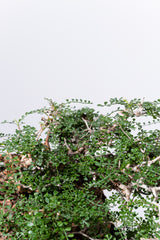 1007 発根済 Operculicarya Pachypus オペルクリカリア・パキプス