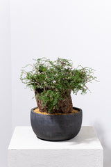 1007 発根済 Operculicarya Pachypus オペルクリカリア・パキプス