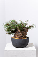 1007 発根済 Operculicarya Pachypus オペルクリカリア・パキプス