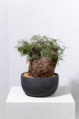 1007 発根済 Operculicarya Pachypus オペルクリカリア・パキプス