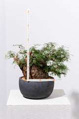 1007 発根済 Operculicarya Pachypus オペルクリカリア・パキプス