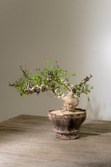 錆白泥平鉢（plump）15cm  草津焼　淡海陶芸研究所