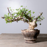 錆白泥平鉢（plump）20cm  草津焼　淡海陶芸研究所
